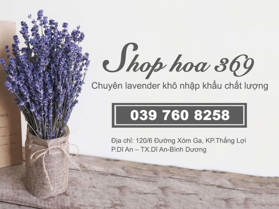 shop hoa lavender khô