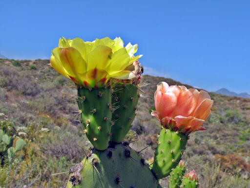 Hoa xương rồng - loài hoa chỉ nở rất ít trong năm