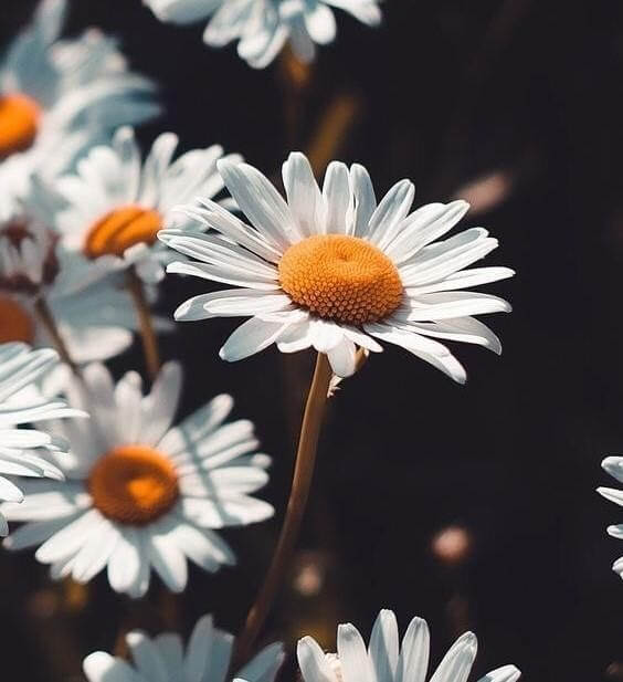 Ý nghĩa hoa cúc trắng