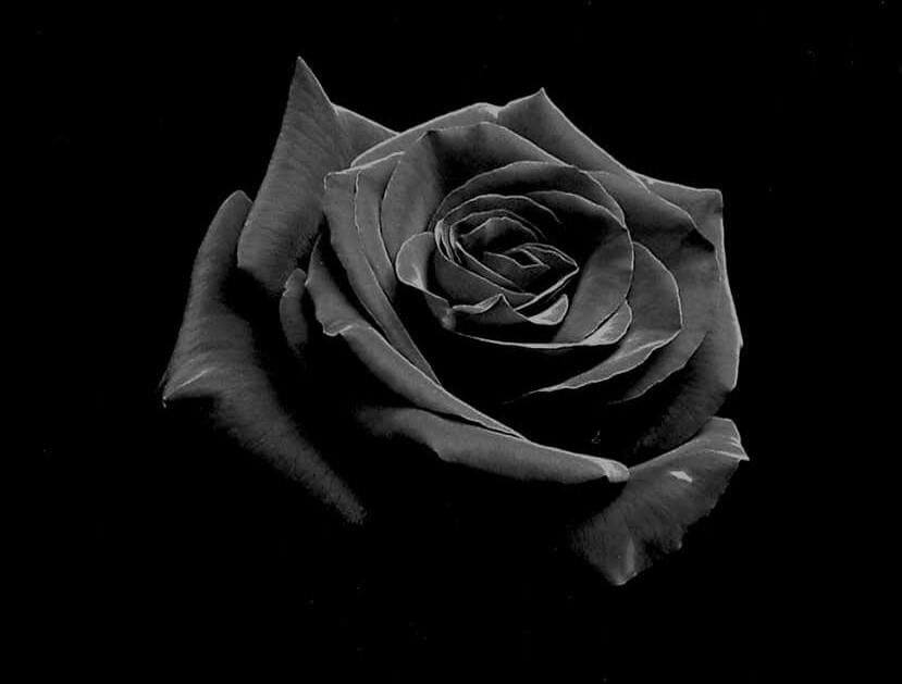 Hoa Hồng Đen  Ý nghĩa của hoa hồng đen cách trồng và chăm sóc