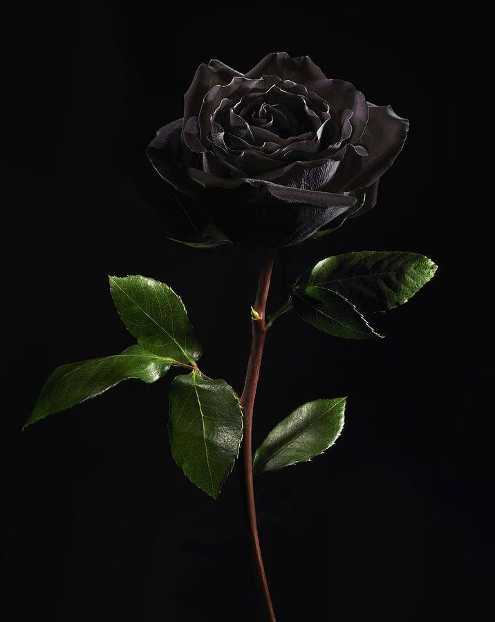 Hoa hồng đen mang nhiều ý nghĩa