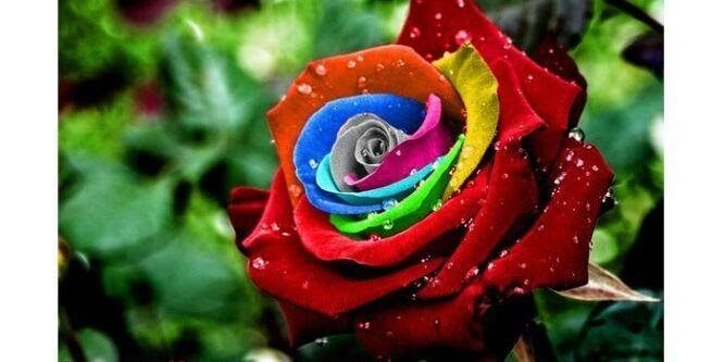 Vẻ đẹp muôn màu của hoa hồng