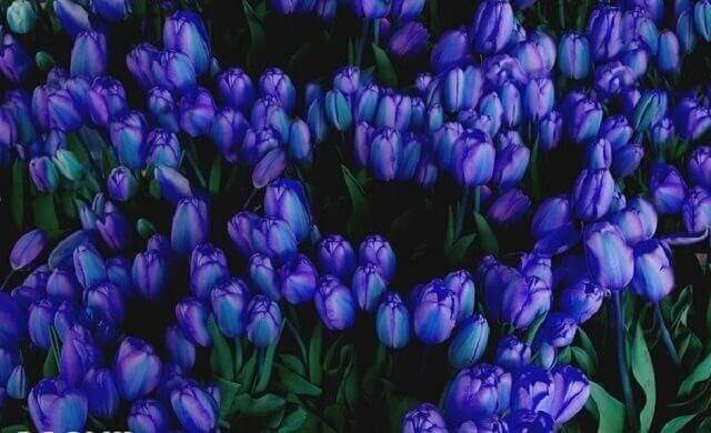 Vẻ đẹp yên bình của hoa tulip xanh