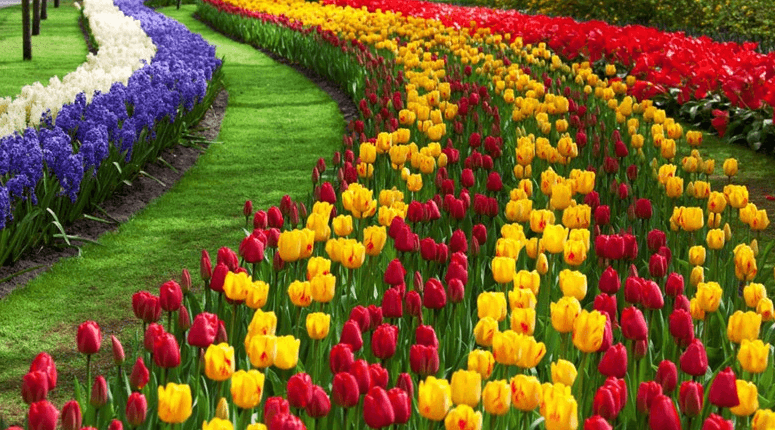 Hoa Tulip, một loài hoa đẹp trong vương quốc hoa 