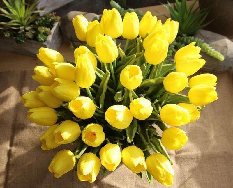 Sự ấm áp của hoa tulip vàng