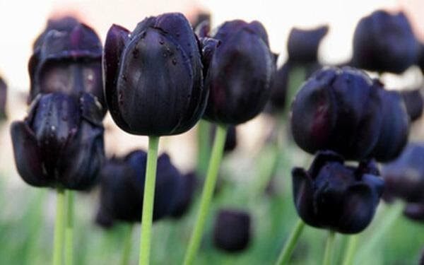 Ý nghĩa bí ẩn của hoa tulip đen