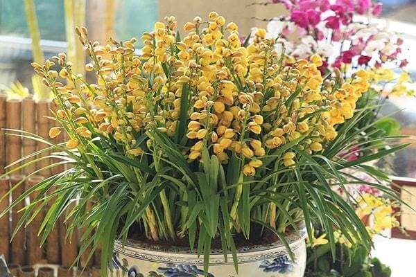 Hoa lan Sato, loài hoa có vẻ đẹp cuốn hút