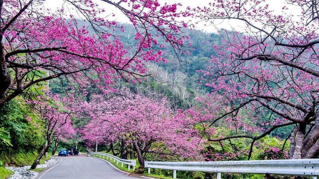 Ý nghĩa hoa anh đào Nhật Bản: sự nhẫn nhịn và khiêm nhường