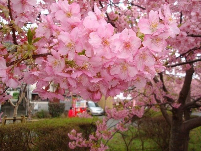 Hoa anh đào Nhật Bản có ý nghĩa về tuổi thanh xuân