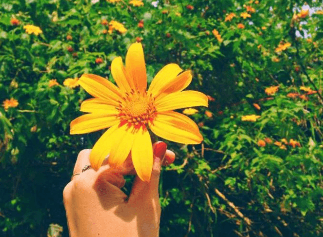 Hoa dã quỳ có màu vàng rực rỡ và thu hút