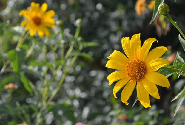 Ý nghĩa hoa hướng dương: Hoa hướng dương tượng trưng cho sức mạnh