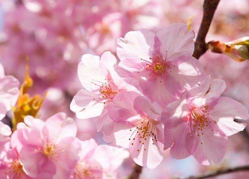 Nhật Bản có hơn 2000 loài hoa anh đào khác nhau