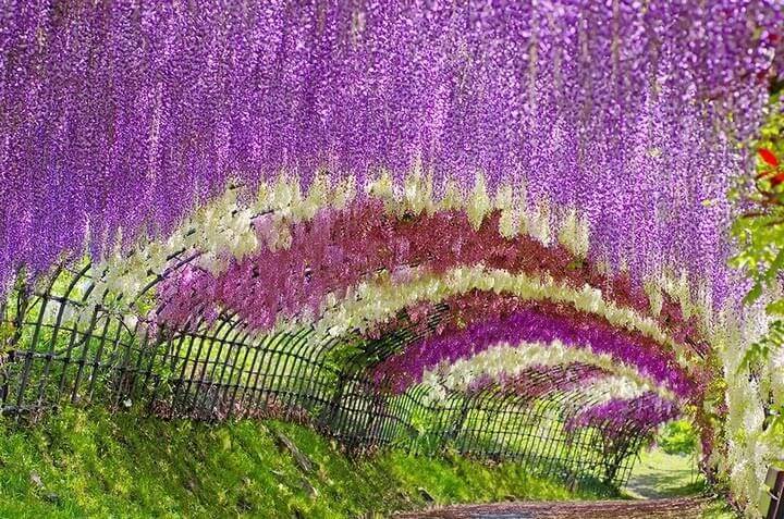 Đường hầm hoa tử đằng ở Nhật Bản đẹp nhất trên thế giới