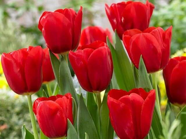 Hoa tulip thường có màu sắc rực rỡ, hình dáng như chiếc chuông úp ngược