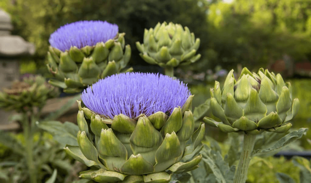 Những lợi ích sức khỏe của hoa atisô là gì?
