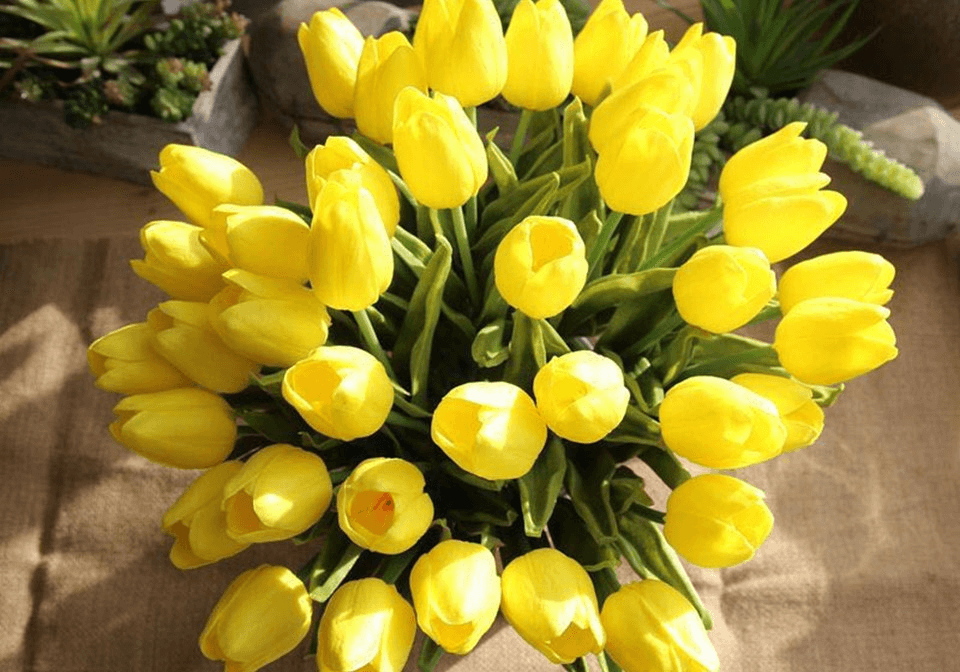 Hoa tulip màu vàng tươi rực rỡ