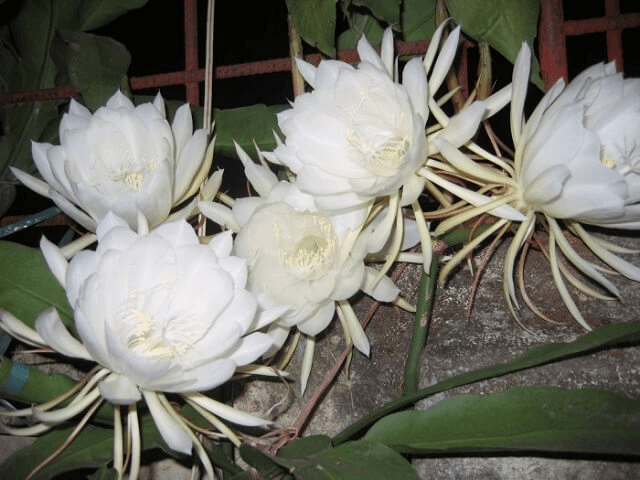 Ý nghĩa hoa quỳnh và những điều cần biết về loài hoa quỳnh