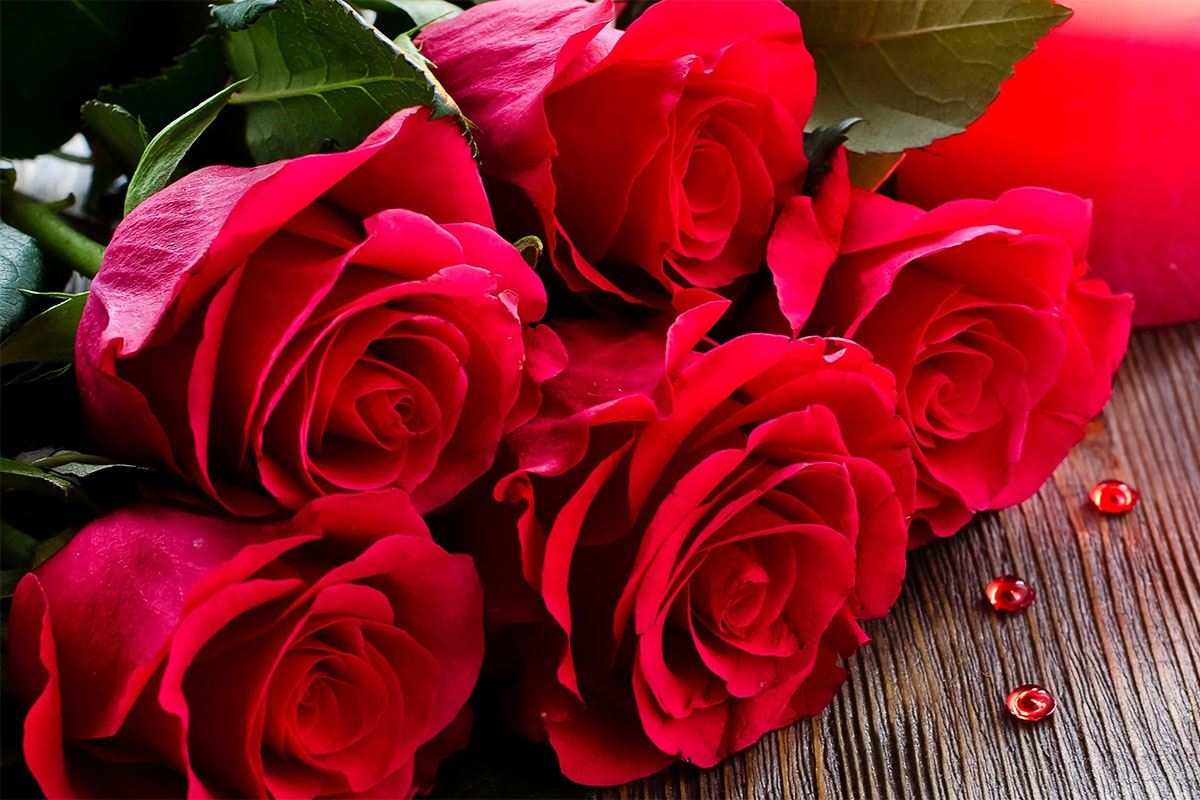 Hoa hồng là biểu tượng của tình yêu và sự đam mê. Hãy cùng nhau ngắm nhìn vẻ đẹp của những bông hoa hồng nở rộ trên cành, đầy mê hoặc và quyến rũ.