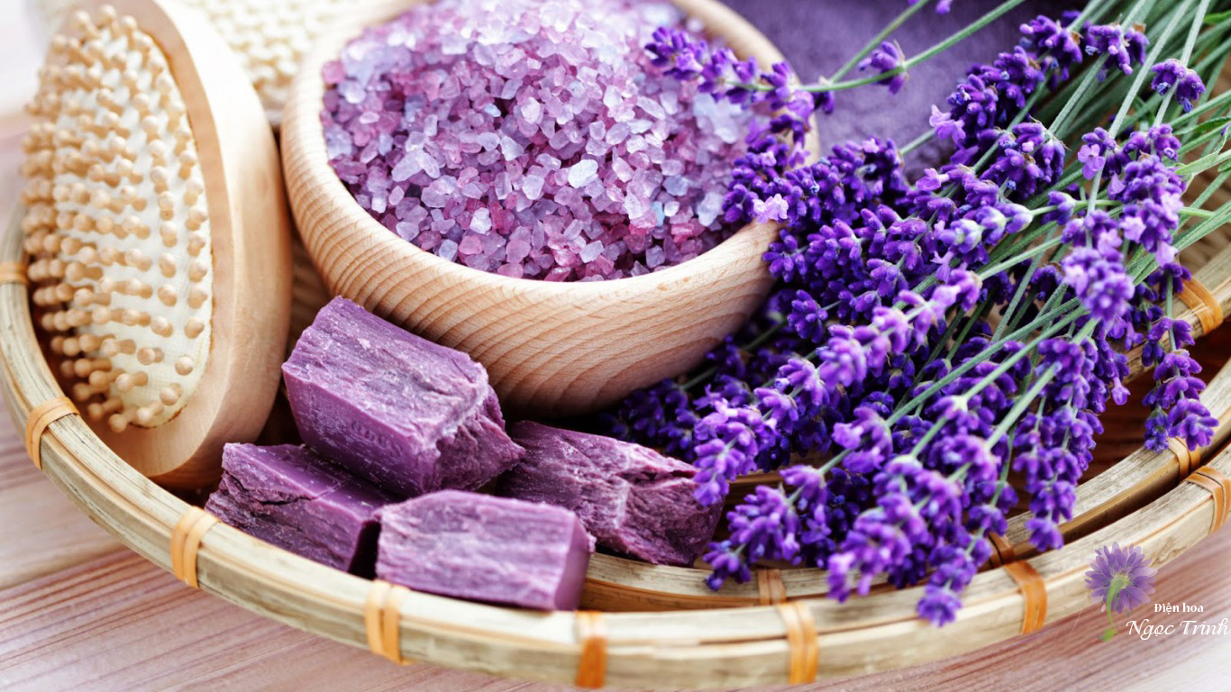 Loài hoa Lavender có ý nghĩa gì?- Tìm hiểu ý nghĩa hoa Lavender