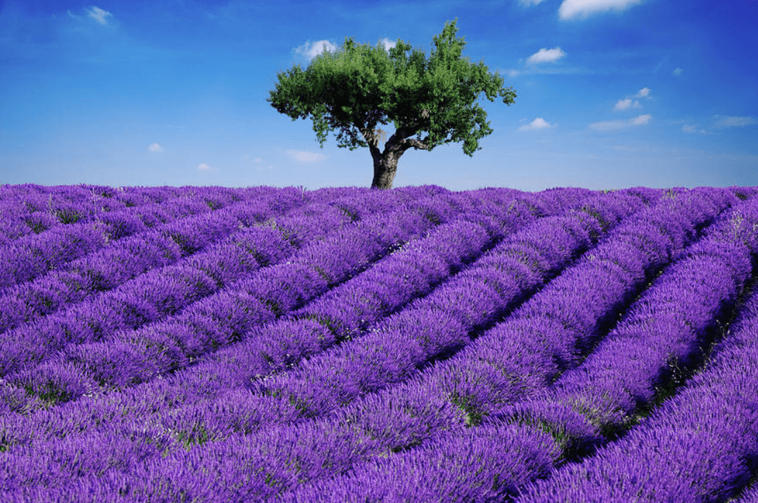 hoa lavender có ý nghĩa gì