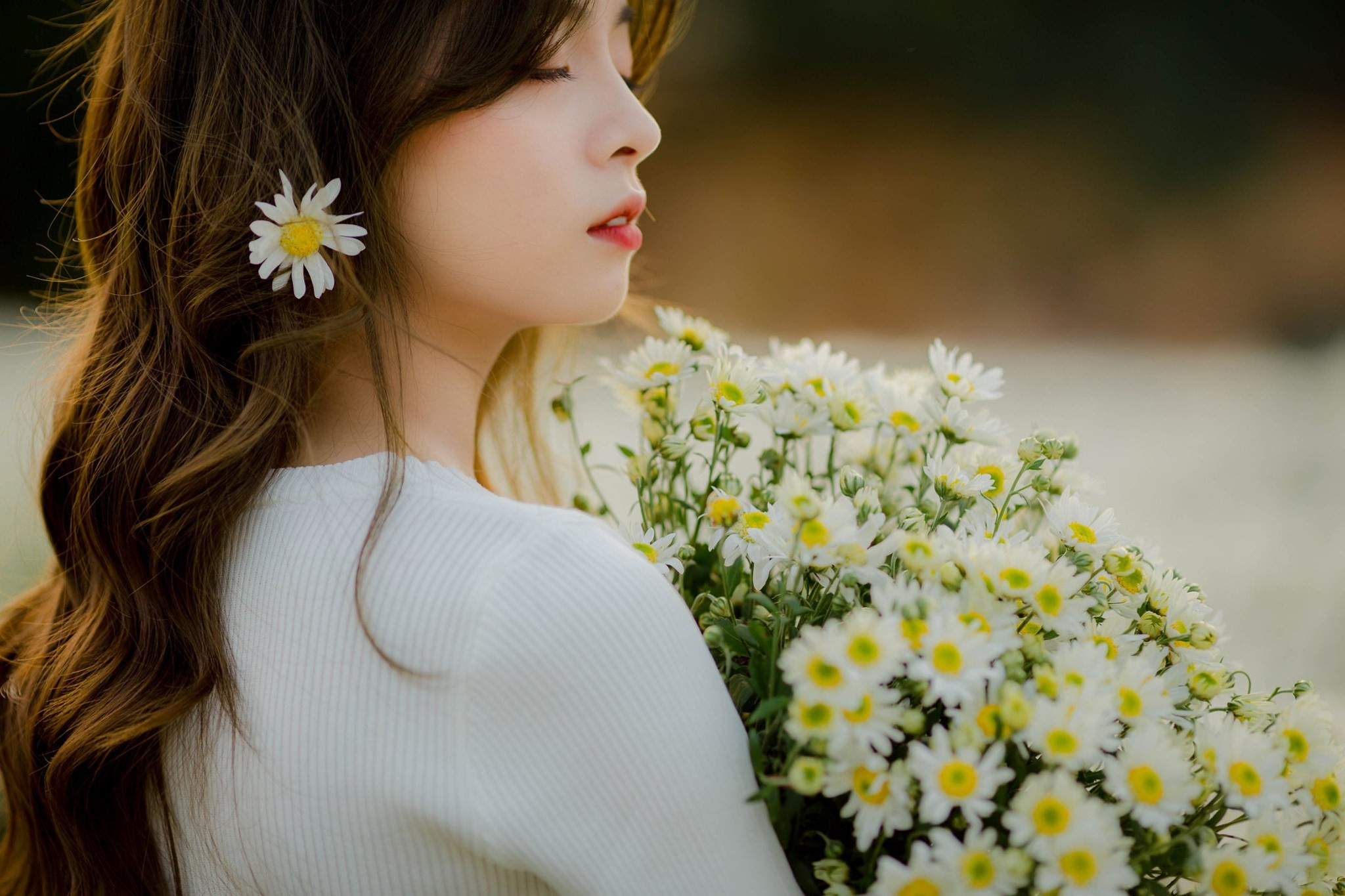Loài hoa cúc họa mi – Hoa cúc họa mi ý nghĩa gì?