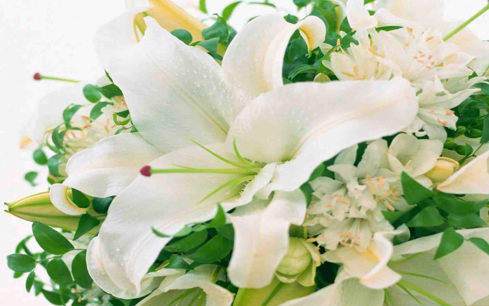 Hoa ly White đơn thuần xinh đẹp