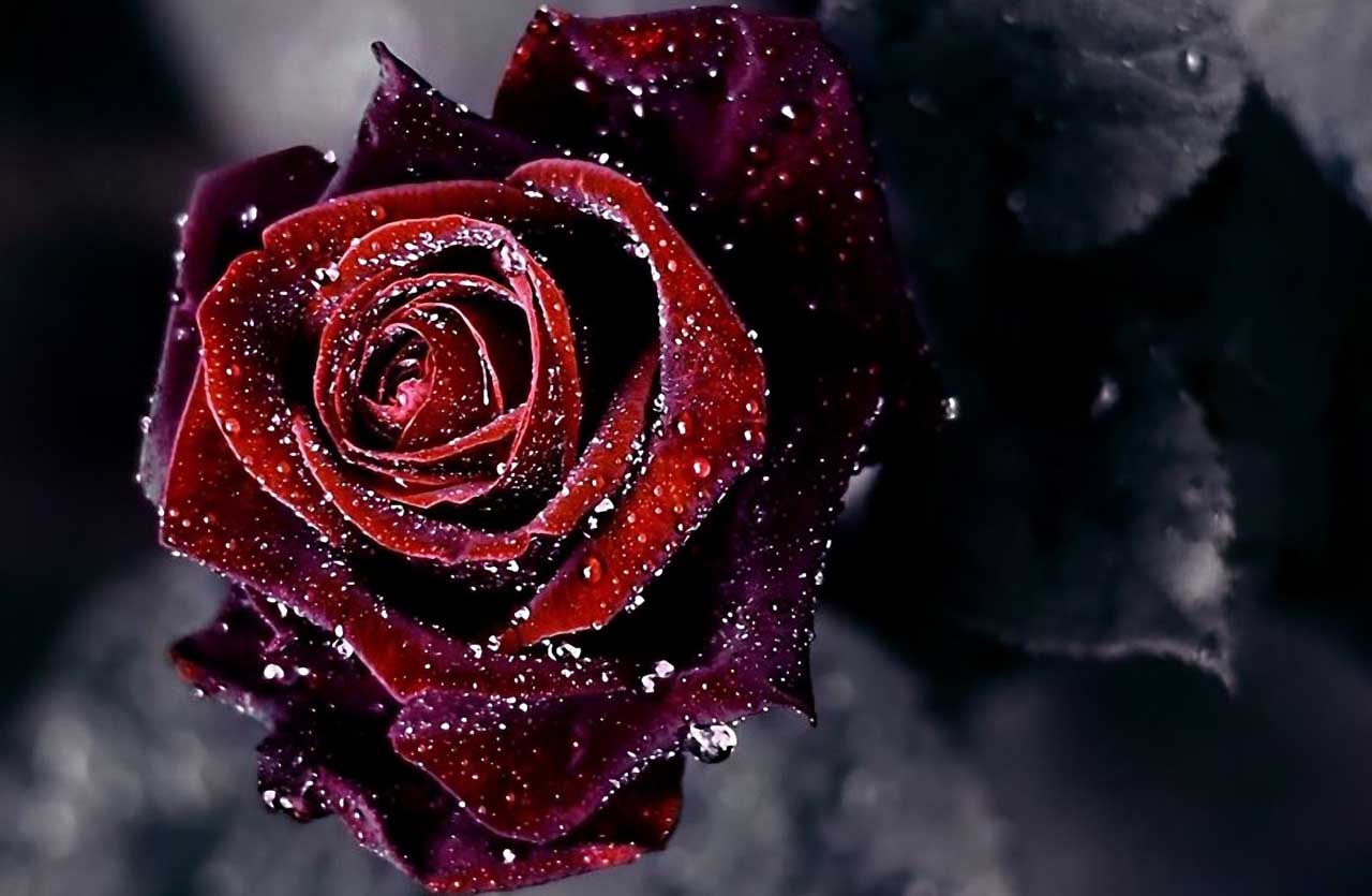 Hoa hồng màu đỏ có ý nghĩa gì trong cuộc sống