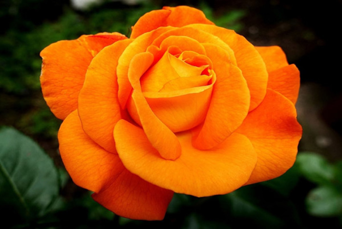 Tìm hiểu 5 ý nghĩa của hoa hồng cam trong cuộc sống