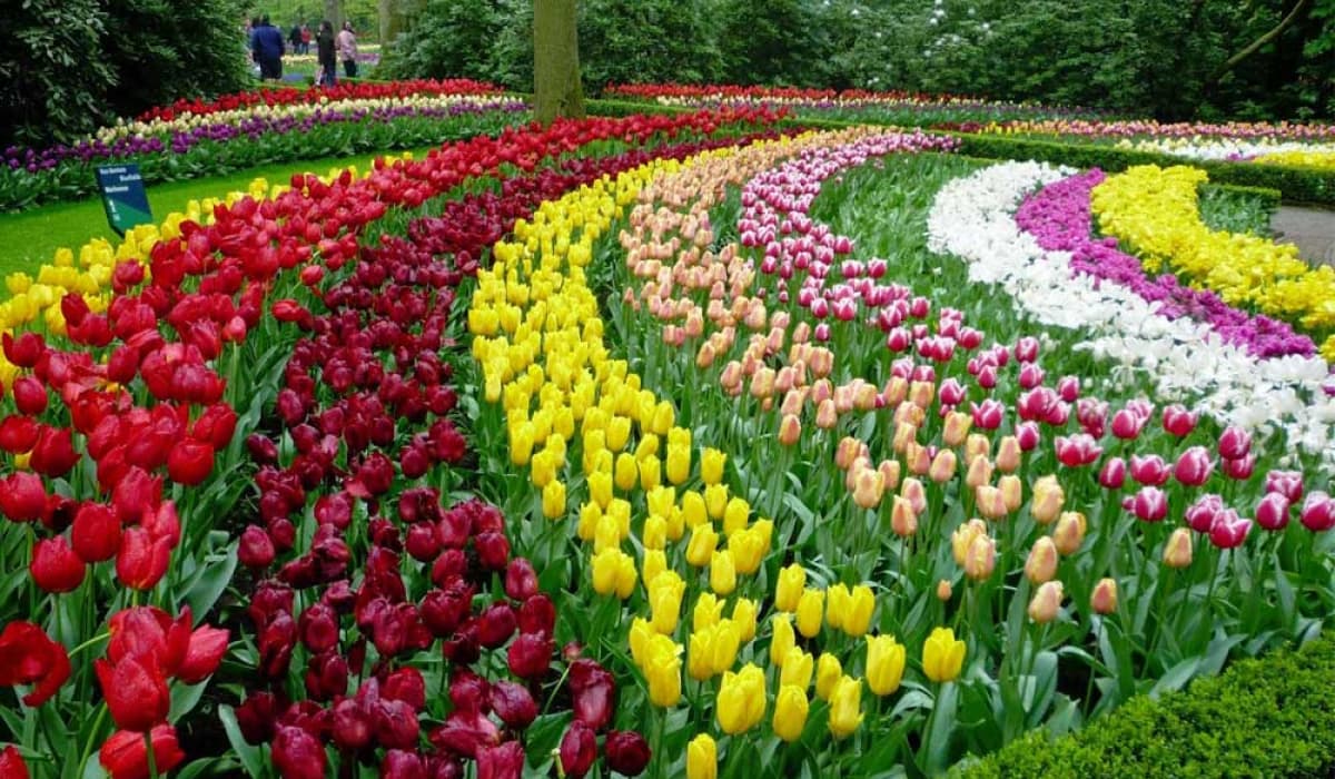 Loài hoa tulip kiêu sa rất được ưa chuộng