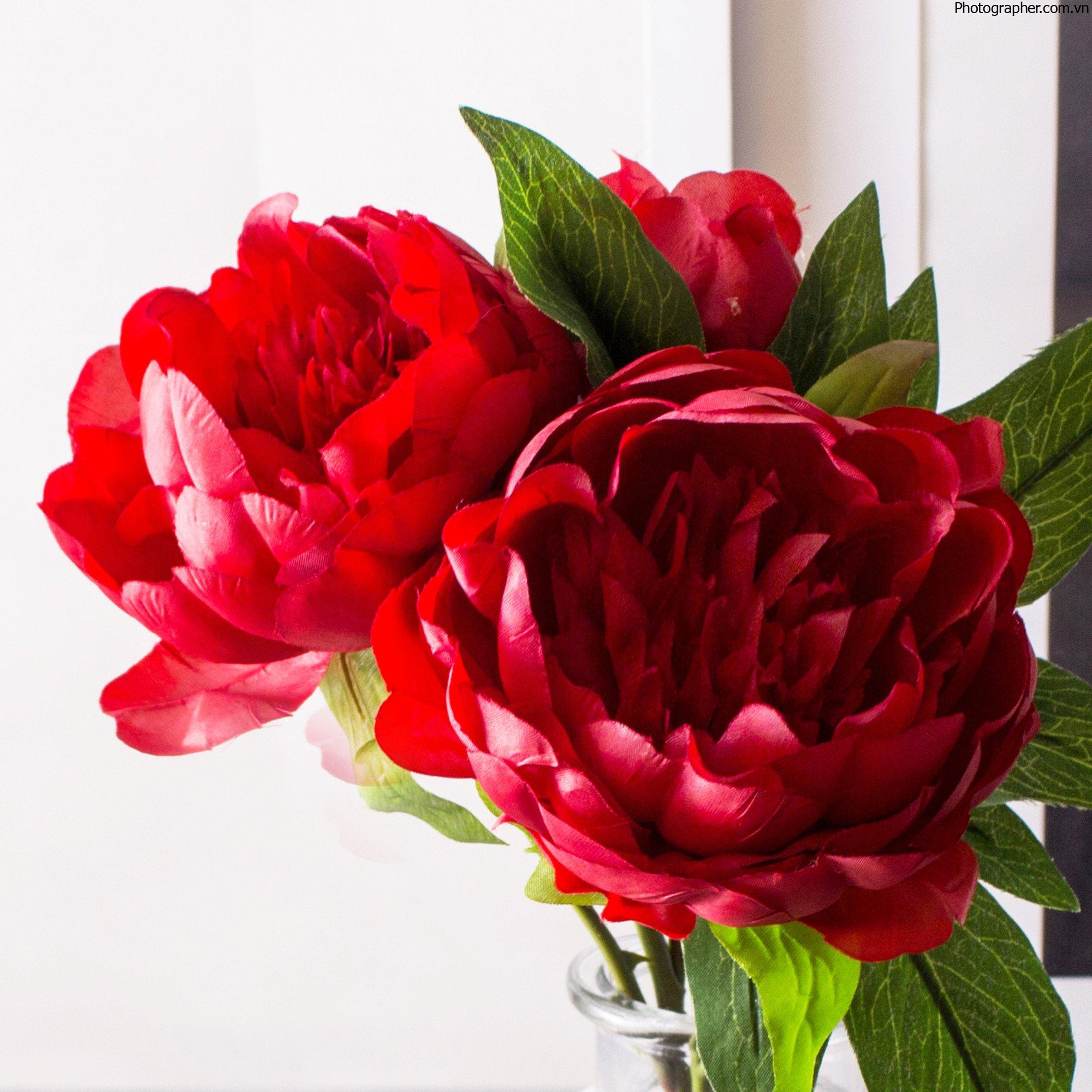 Hoa Mẫu Đơn - Top 20+ hình ảnh hoa đẹp mắt, dùng làm dược liệu