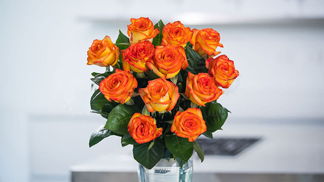 Tìm hiểu về hoa hồng màu cam có ý nghĩa gì 