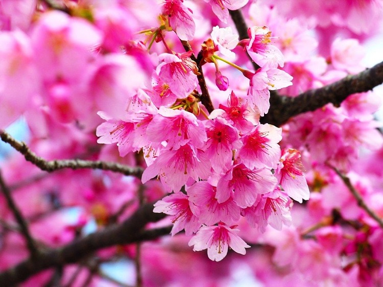Có thể cùng người mình yêu ngắm hoa anh đào tại Nhật Bản là điều tuyệt vời nhất
