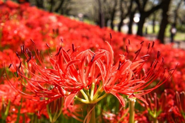 Hoa Bỉ Ngạn - Vẻ đẹp của loài hoa Bỉ Ngạn! ❤️ | Facebook