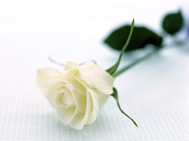 hoa hồng trắng có ý nghĩa gì