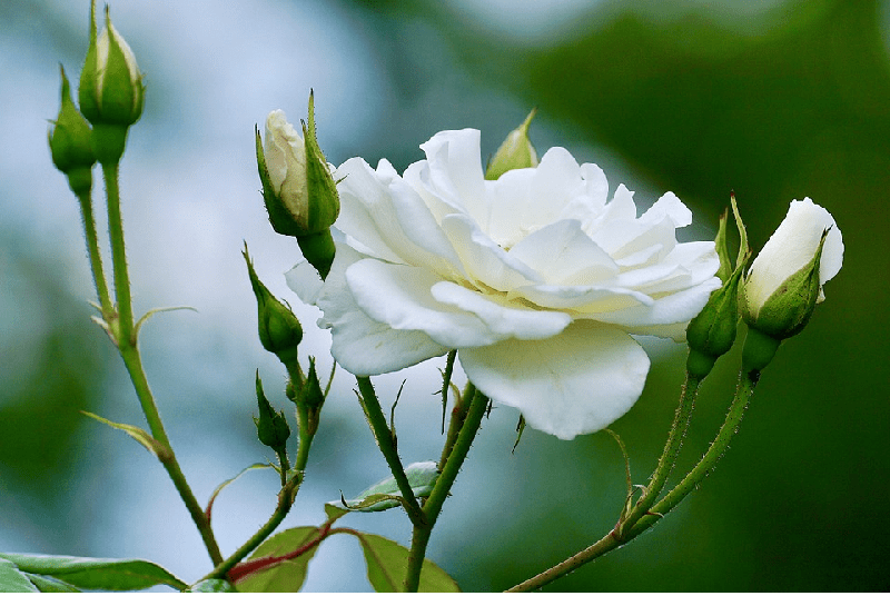 Hoa hồng trắng có ý nghĩa gì? Những thông tin hữu ích dành cho bạn