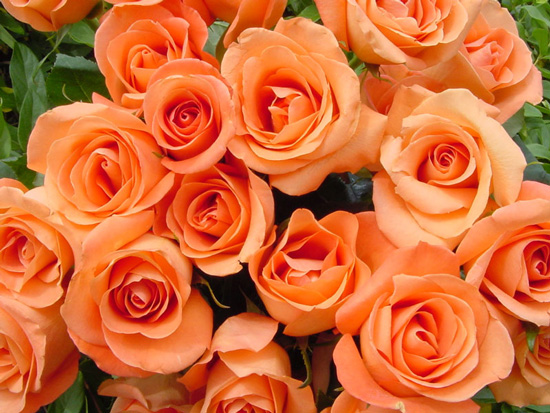 hoa hồng màu cam có ý nghĩa gì
