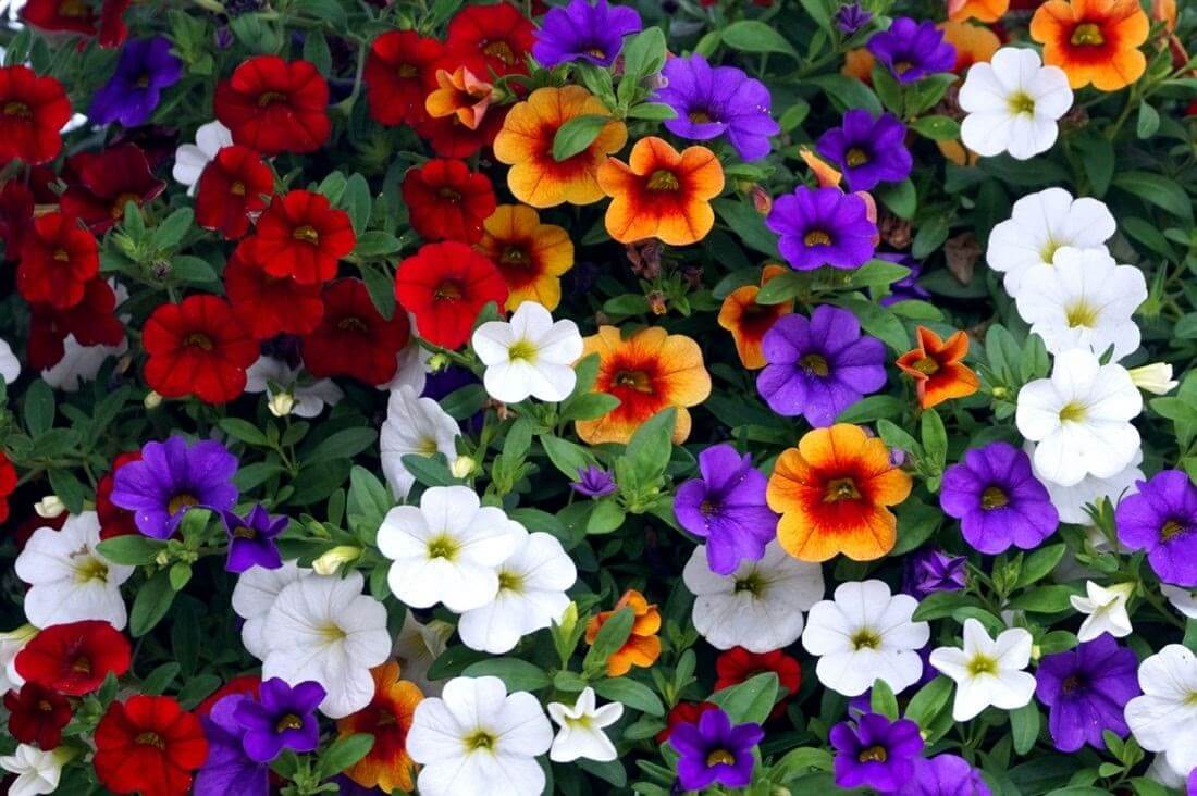 10 cái tên loài hoa nở quanh năm có thể bạn chưa biết