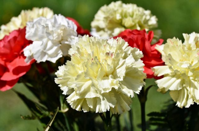 Hình nền : Hoa cẩm chướng, hoa, cỏ, ánh sáng, tối 2560x1600 - wallup -  1072033 - Hình nền đẹp hd - WallHere