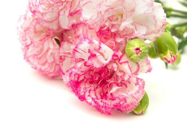 ý nghĩa của hoa cẩm chướng