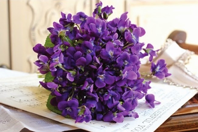 ý nghĩa của hoa violet