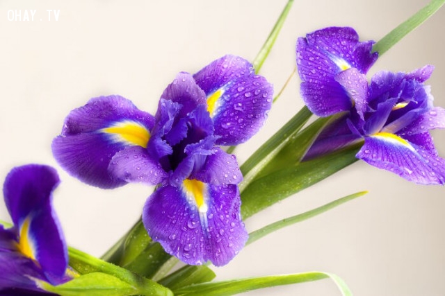 Ý nghĩa của hoa Iris