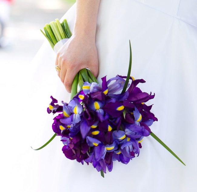 Ý nghĩa của hoa Iris