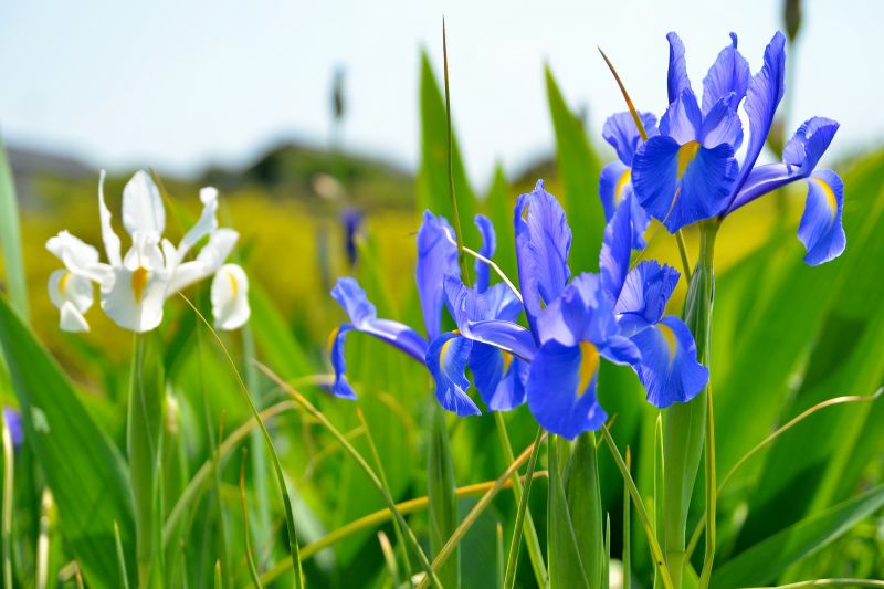 Ý nghĩa của hoa iris – Loài hoa biểu tượng của cái đẹp