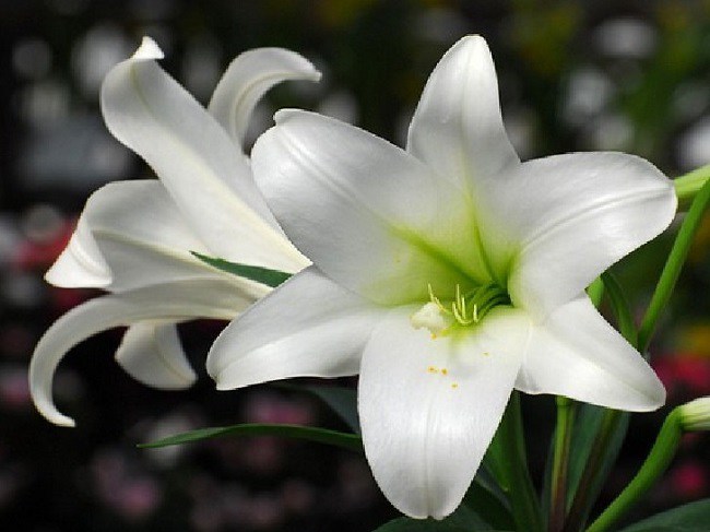 Hoa loa kèn trắng - Bạn đã bao giờ được ngắm nhìn hoa loa kèn trắng với sự tinh tế và thanh nhã của chúng chưa? Hãy xem hình ảnh để khám phá sự độc đáo và đẹp mắt của loài hoa này nhé!