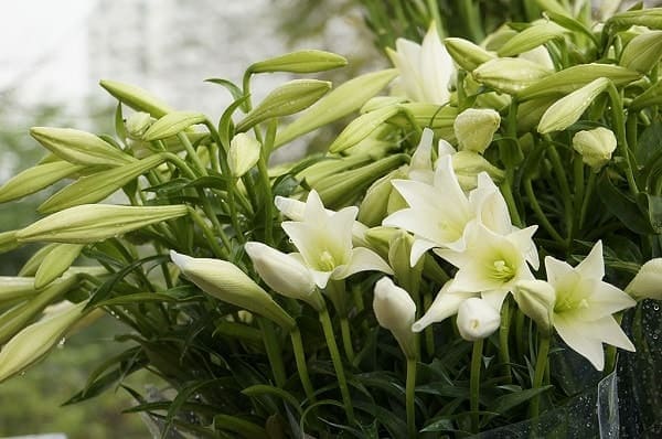 Ý nghĩa của hoa loa kèn trắng và những điều thú vị bạn chưa biết